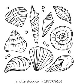 Set of hand drawn seashells isolated on a white background. Doodle, simple outline illustration. It can be used for decoration of textile, paper and other surfaces.