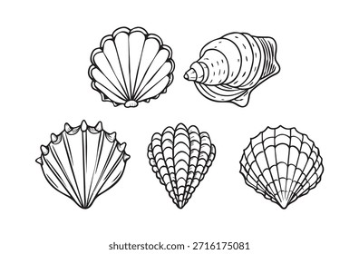 conjunto de conchas desenhadas à mão isoladas sobre fundo branco