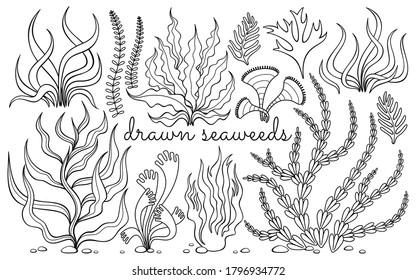 A set of hand drawn seaweed.