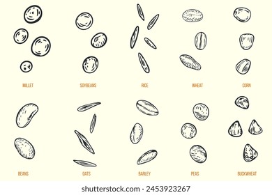 Set of hand drawn seeds millet, soybean, rice, wheat, corn, bean, oat, barley, pea, buckwheat in sketch style. Collection agriculture cereals food. Vintage vector illustration.