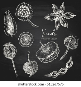 Set of Hand Drawn Seeds on Chalkboard Background, Pods Collection, Vintage Style, Vector Illustration