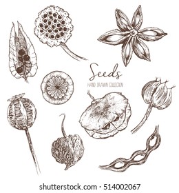 Set of Hand Drawn Seeds, Pods Collection, Vintage Style, Vector Illustration