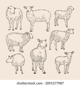 Set Of Hand Drawn Sheep Collections