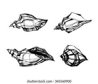 Set of hand drawn shells