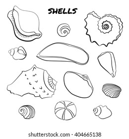 Set of hand drawn shells isolated on white