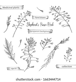 Set hand drawn of Shepherds Purse root, lives and flowers in black color isolated on white background. Retro vintage graphic design. Botanical sketch drawing, engraving style. Vector illustration.