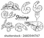 Set of hand drawn shrimp outline drawing illustration