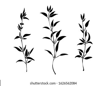 Set of hand drawn silhouette of plants with leaves. Elegant wild herbs vector  illustration. Black isolated image on white background.