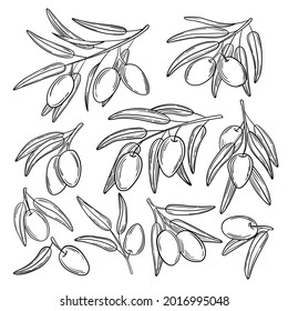 Set hand drawn simple olive branch for your design