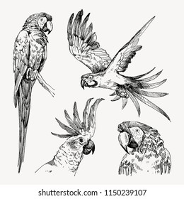 Set hand drawn sketch black   white vintage exotic tropical bird parrot macaw   cockatoo  Vector illustration isolated object
