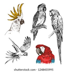 Set of hand drawn sketch black and white with colorful vintage exotic tropical bird parrot macaw and cockatoo. Vector illustration isolated object