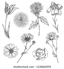 Set of hand drawn sketch flowers with stems and top view. Monochrome design elements of rose, chrysanthemum, tulip etc. Vector illustration isolated on white background