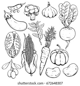 set of hand drawn or sketch fresh vegetables