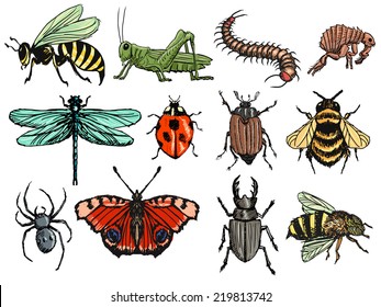 Set of hand drawn, sketch illustrations of insects