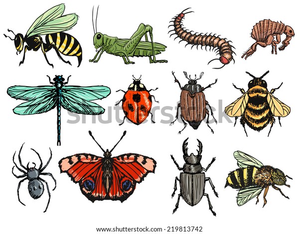 Set Hand Drawn Sketch Illustrations Insects Stock Vector (Royalty Free ...