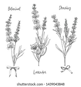 Set Of Hand Drawn Sketch Of Lavender Flower And Cute Bows Isolated On White Background. Vintage Vector Illustration. France Provence Retro Pattern For Romantic Fresh Design Concept. Natural Lavander