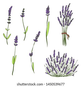 Set of hand drawn sketch lavender isolated on white background. Vector vintage retro illustration.