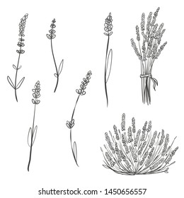 Set of hand drawn sketch lavender isolated on white background. Vector vintage retro illustration.