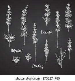 Set of hand drawn sketch of Lavender flower and cute bows isolated on chalkboard background. Vintage vector illustration. France provence retro pattern for romantic fresh design concept Vector