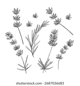 Conjunto de boceto dibujado a mano de flor de lavanda y lindos arcos aislados sobre fondo blanco. Ilustración vectorial de Antiguas. Patrón retro de Francia provence para el concepto de diseño fresco romántico. Lavanda natural