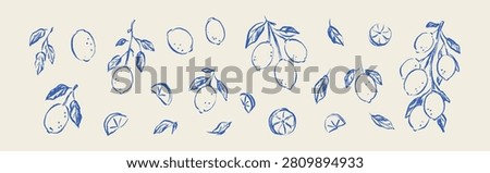 Set of hand drawn sketch line art doodle lemon fruit, branch, leaves. Pencil scribble. Vintage botany citrus plant design element. Italian background. Charcoal, chalk, pastel lime freehand drawing