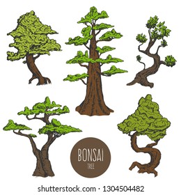 Set of hand drawn sketch old tree or decorative japan bonsai tree isolated on white background. Vector vintage retro illustration.