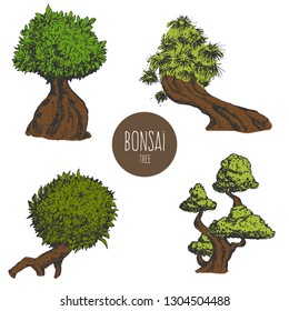 Set of hand drawn sketch old tree or decorative japan bonsai tree isolated on white background. Vector vintage retro illustration.