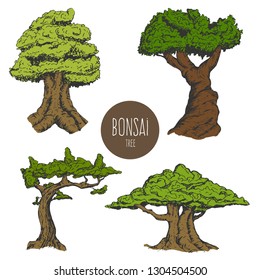 Set of hand drawn sketch old tree or decorative japan bonsai tree isolated on white background. Vector vintage retro illustration.