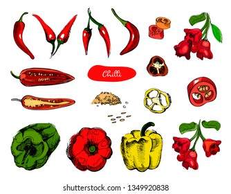 Set of hand drawn sketch peppers.Chilli red pepper vector illustration.Vintage ink hand drawn pepper, isolated on white background.Pepper in the cut,pieces,the seeds and pods.