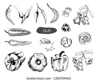 Set of hand drawn sketch peppers.Chilli red pepper vector illustration.Vintage ink hand drawn pepper, isolated on white background.Pepper in the cut,pieces,the seeds and pods.