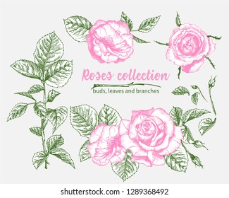 Set of Hand drawn sketch pink roses, leaves and branches Detailed vintage botanical illuatration. Floral frame. Silhouette isollated on white background Vector Creative graphic art in engraving style