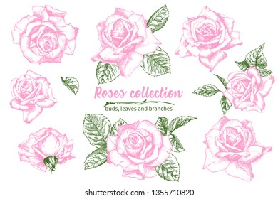 Set of Hand drawn sketch pink roses, leaves and branches Detailed vintage botanical illuatration. Floral frame. Silhouette isollated on white background Vector Creative graphic art in engraving style