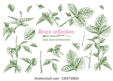 Set of Hand drawn sketch pink roses, leaves and branches Detailed vintage botanical illuatration. Floral frame. Silhouette isollated on white background Vector Creative graphic art in engraving style