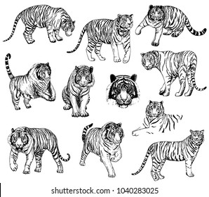 Set Hand Drawn Sketch Style Tigers Stock Vector (Royalty Free ...