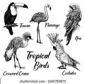 Set of hand drawn sketch style tropical birds isolated on white background. Vector illustration.