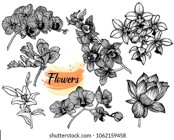 Set of hand drawn sketch style exotic flowers isolated on white background. Vector illustration.
