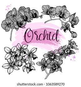 Set of hand drawn sketch style orchid flowers isolated on white background. Vector illustration.