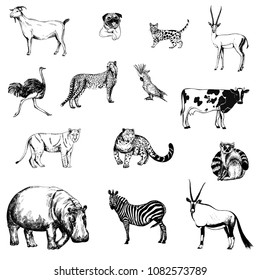 Set of hand drawn sketch style animals and birds isolated on white background. Vector illustration.