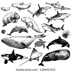 Set of hand drawn sketch style marine animals isolated on white background. Vector illustration.