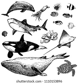 Set of hand drawn sketch style marine animals and tropical fish isolated on white background. Vector illustration.