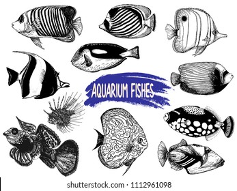 Set of hand drawn sketch style tropical fish isolated on white background. Vector illustration.