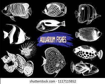 Set of hand drawn sketch style tropical fish isolated on black background. Vector illustration.