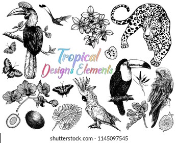 Set of hand drawn sketch style exotic birds, animals, butterflies, plants and fruits isolated on white background. Vector illustration.