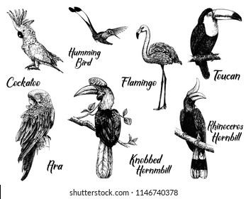 6,181 Africa Birds Sketch Images, Stock Photos & Vectors | Shutterstock