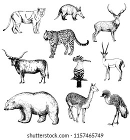 Set of hand drawn sketch style animals and birds isolated on white background. Vector illustration.