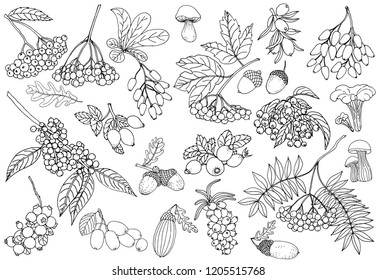 Set of hand drawn sketch style autumn plants isolated on white background. Vector illustration.