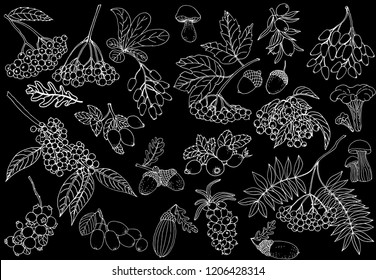 Set of hand drawn sketch style autumn plants isolated on black background. Vector illustration.
