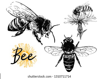 Set of hand drawn sketch style bees isolated on white background. Vector illustration.