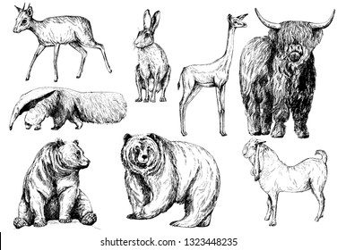 Set of hand drawn sketch style animals isolated on white background. Vector illustration.