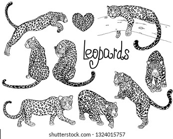 Set of hand drawn sketch style leopards isolated on white background. Vector illustration.